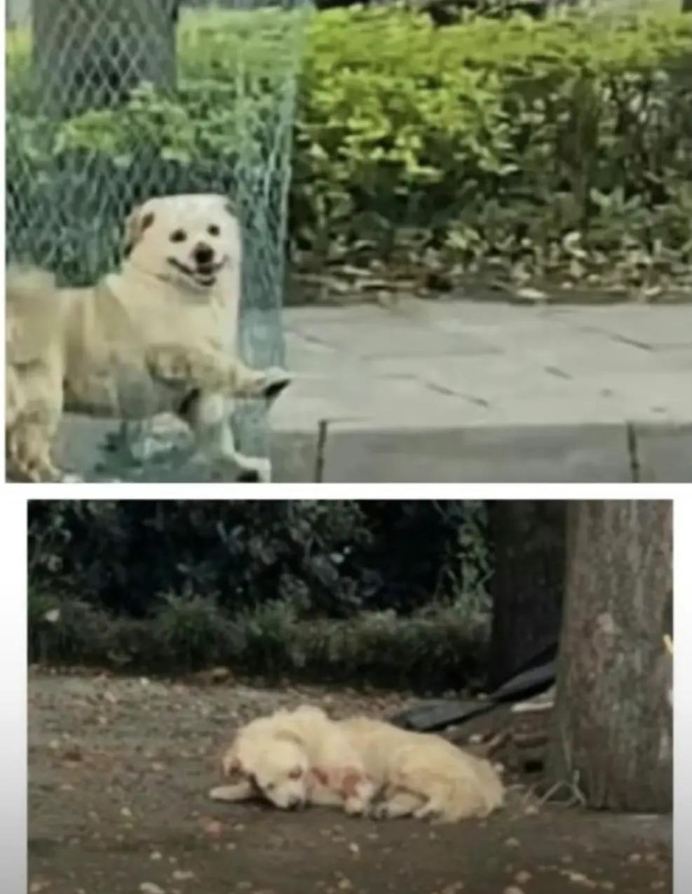 开云体育入口-足球场上的动物名场面：海鸥、猫、狗如何干扰比赛？的简单介绍